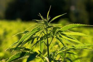 Hemp – Key Facts. What You Need to Know About It
