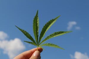 Smart Irrigation Will Improve the Quality of Medical Marijuana