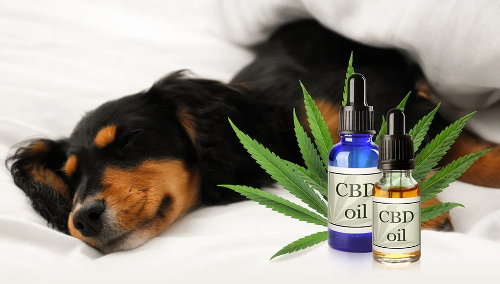 Dog sleeping in the background of SBD oil