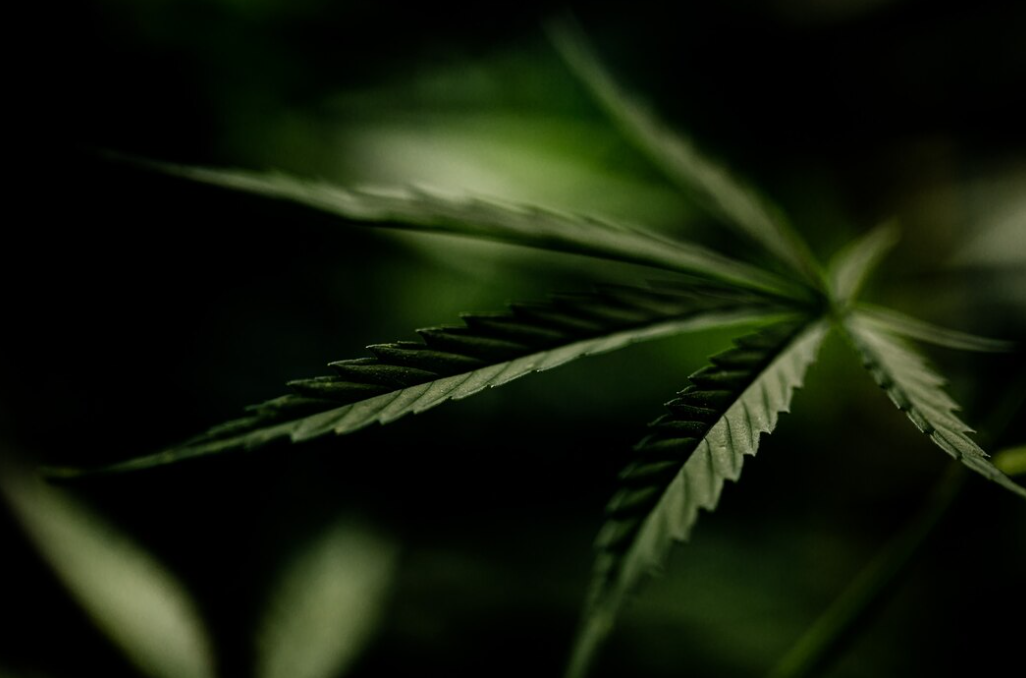 closeup view Cannabis leaf on dark background behind