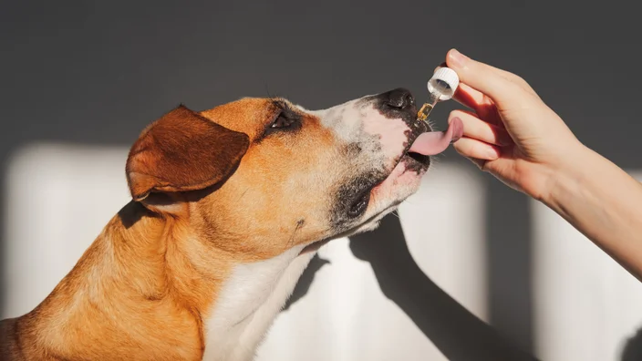 Dog taking oil from the dropper